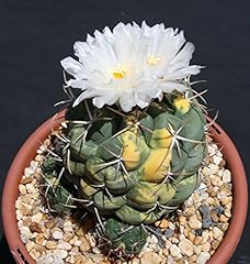 Bsnkry thelocactus hexaedropho usato  Spedito ovunque in Italia 