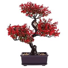 Cabilock bonsai tree for sale  Delivered anywhere in USA 