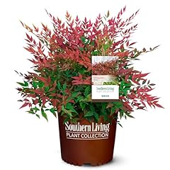 Gal. obsession nandina for sale  Delivered anywhere in USA 