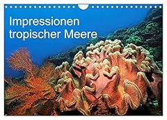 Impressionen tropischer meere gebraucht kaufen  Wird an jeden Ort in Deutschland