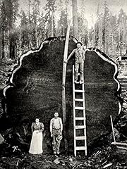 Vintage giant sequoia for sale  Delivered anywhere in USA 