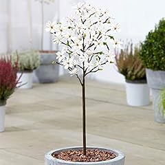 Magnolia stellata tree for sale  Delivered anywhere in UK