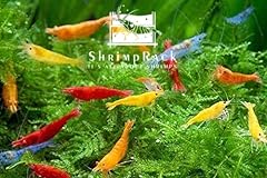 Shrimprack mixed color for sale  Delivered anywhere in USA 