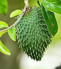 10pcs graviola annona usato  Spedito ovunque in Italia 