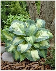 Hosta sieboldiana great gebraucht kaufen  Wird an jeden Ort in Deutschland