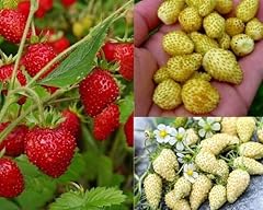 Piante fragola bosco usato  Spedito ovunque in Italia 