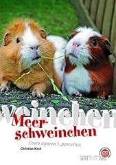 Meerschweinchen cavia aperea d'occasion  Livré partout en France