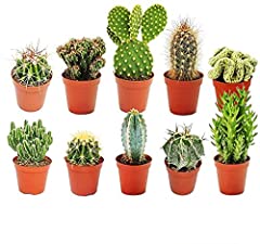 Different mixed cactus for sale  Delivered anywhere in Ireland