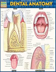 Dental anatomy quickstudy for sale  Delivered anywhere in USA 
