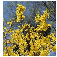 Forsythia intermedia spectabil for sale  Delivered anywhere in UK