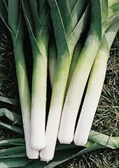 Leek plug plants for sale  Delivered anywhere in UK