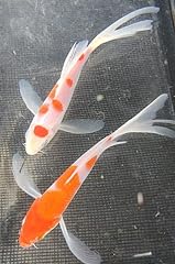Kohaku butterfly koi for sale  Delivered anywhere in USA 
