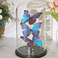 Exquisite butterflies insect for sale  Delivered anywhere in UK