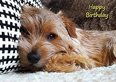 Norfolk terrier dog for sale  Delivered anywhere in UK