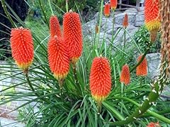 Fun grow seeds for sale  Delivered anywhere in USA 