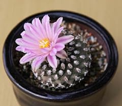 Pediocactus knowltonii esotico usato  Spedito ovunque in Italia 