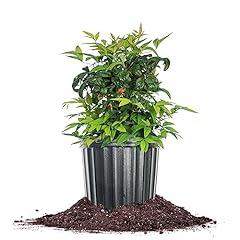 Perfect plants firepower for sale  Delivered anywhere in USA 