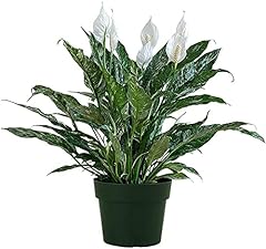 American plant variegated for sale  Delivered anywhere in USA 
