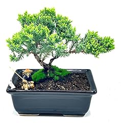 Live dwarf juniper for sale  Delivered anywhere in USA 