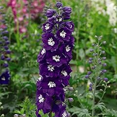 Delphinium dark blue for sale  Delivered anywhere in UK