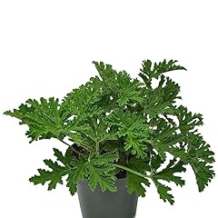 Pelargonium citrosum citronell for sale  Delivered anywhere in USA 
