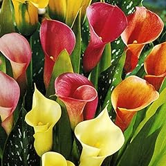 Hybrid calla lilies for sale  Delivered anywhere in USA 
