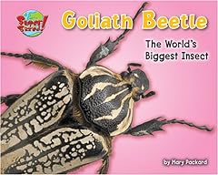 Goliath beetle one d'occasion  Livré partout en France