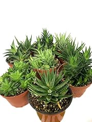 Artisan grown haworthia for sale  Delivered anywhere in USA 