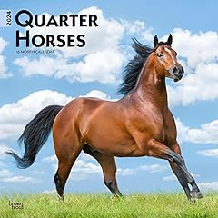 Quarter horses 2024 gebraucht kaufen  Wird an jeden Ort in Deutschland