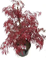 Acer palmatum dissectum gebraucht kaufen  Wird an jeden Ort in Deutschland