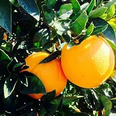Agrume arancio washington usato  Spedito ovunque in Italia 