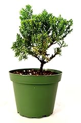 9greenbox juniper bonsai for sale  Delivered anywhere in USA 