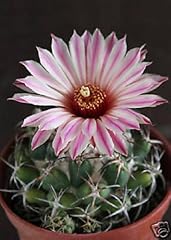 Coryphantha elephantidens esot usato  Spedito ovunque in Italia 