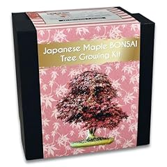Japanese maple bonsai for sale  Delivered anywhere in UK