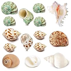 15pcs hermit crab for sale  Delivered anywhere in USA 