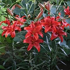 Lilium red summer for sale  Delivered anywhere in UK