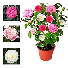 Camellia japonica plant for sale  Delivered anywhere in UK