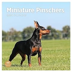2024 miniature pinschers for sale  Delivered anywhere in USA 