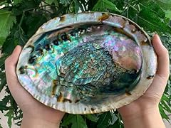 Abalone shell seashell for sale  Delivered anywhere in USA 