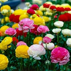 Collezione ranunculus multicol usato  Spedito ovunque in Italia 