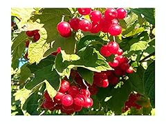 Guelder rose european for sale  Delivered anywhere in UK
