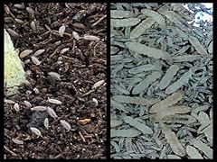 Critters direct dwarf for sale  Delivered anywhere in USA 