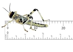 Livefood live locusts for sale  Delivered anywhere in UK