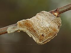 Chinese praying mantis for sale  Delivered anywhere in USA 