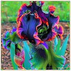 Iris seltenen farben gebraucht kaufen  Wird an jeden Ort in Deutschland