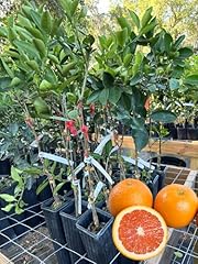 Orange tree live for sale  Delivered anywhere in USA 