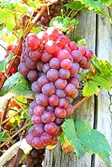 Grape plant suffolk for sale  Delivered anywhere in UK