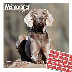 Weimaraner calendar 2024 for sale  Delivered anywhere in Ireland