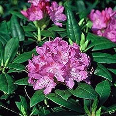 Rhododendron hybride alpenrose gebraucht kaufen  Wird an jeden Ort in Deutschland