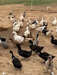 Barnyard mix duck for sale  Delivered anywhere in USA 